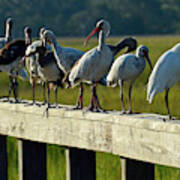 Birds Of A Different Feather In Jekyll Island's Marsh Art Print