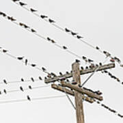 Birds Perched On Wires Art Print