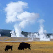 Bison And Calf Near Fountain Paint Pot, Yellowstone National Park, Wyoming Art Print