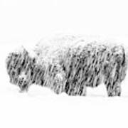Bison In Painted Snow Art Print
