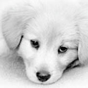 Black And White Puppy Portrait Art Print