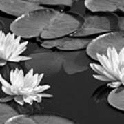 Black And White Water Lilies Art Print