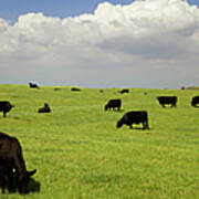 Black Angus Cows Grazing In Open Pasture Art Print