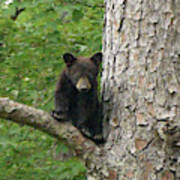 Black Bear Cub Art Print