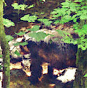 Black Bear In Woods Art Print