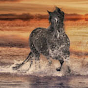 Black Stallion At Play Art Print