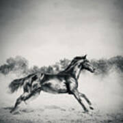 Black Stallion Horse Art Print