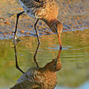 Black-tailed Godwit On Texel Island Art Print