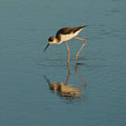 Black-winged Stilt Art Print