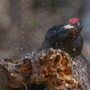 Black Woodpecker Lunch Art Print