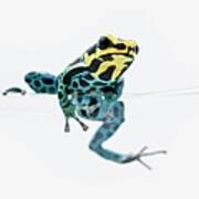 Black, Yellow And Blue Poison Dart Frog Art Print