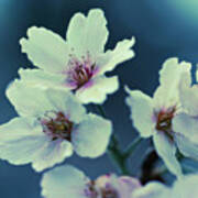 Blossoming - Flower Photography Art Print