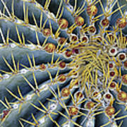 Blue Barrel Cactus Radial Symmetry Art Print