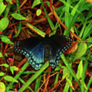 Blue Butterfly Of Shenandoah Art Print