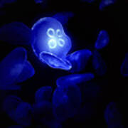 Blue Glowing Jellyfish Art Print