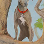 Blue Lacy Official State Dog Of Texas Art Print