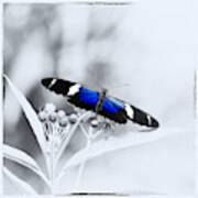 Blue Postman Butterfly Art Print