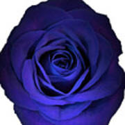 Blue Rose Flower Photograph Best For Shirts Art Print