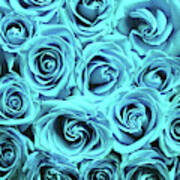Blue Roses Art Print