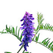 Blue Vetch Vicia Species Dainty Cluster Bluish Purple Wildflowers White Background Green Leaf Art Print