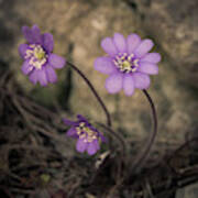 Blue Violet Anemone Flower Growing In A Stone Wall Art Print