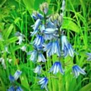 Blue Wood Hyacinth Art Print