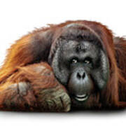 Bornean Orangutan Named Michael Art Print
