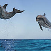 Bottlenose Dolphins Jumping Art Print