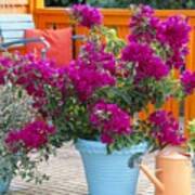 Bougainvillea 'alexandra' Art Print