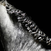 Braided Mane Of Grey Horse Art Print