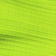 Bright Green Banana Leaf Background Art Print