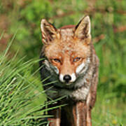 British Red Fox Art Print