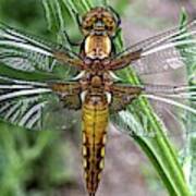 Broad Bodied Chaser Art Print
