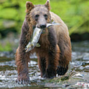 Brown Bear And Sockeye Salmon, Alaska Art Print