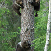 Brown Bear Cubs Climbing Tree, Taiga Art Print