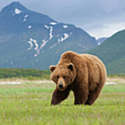 Brown Bears, Katmai National Park Art Print