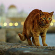 Brown Cat And Cathedral By The Sea Cadiz Spain Art Print