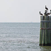 Brown Pelicans Resting On Ocean Pier Art Print
