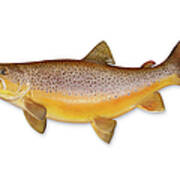 Brown Trout With Clipping Path Art Print