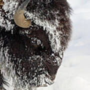 Buffalo In Winter In Yellowstone Art Print