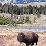 Buffalo Or Bison And Wilderness In Art Print