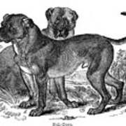 Bulldog, 1848 Art Print