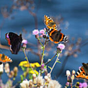 Butterflies Sitting On Flower Art Print