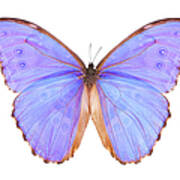 Butterfly Morpho Godarti Art Print