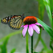 Butterfly On Echinacea Art Print
