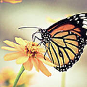 Butterfly On Flower Art Print