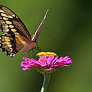 Butterfly On Pink Zinnia Art Print