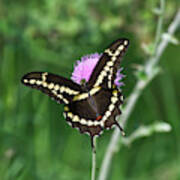 Butterfly On Thistle Art Print