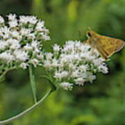 Butterfly Or Moth Photo Art Print