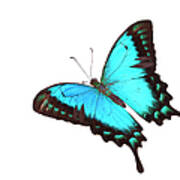 Butterfly Papilio Lorquinianus Albertisi Art Print